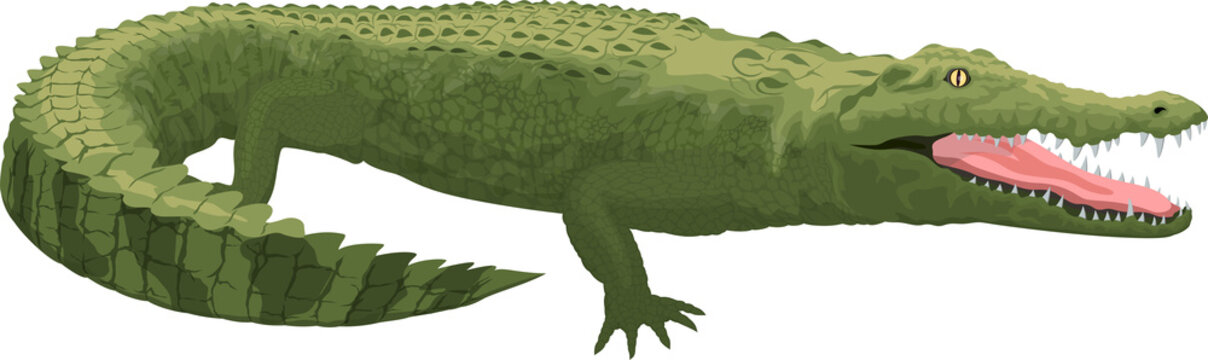 Vector Color Australian Saltwater Crocodile