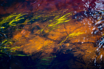 Fototapeta na wymiar seaweed in the river