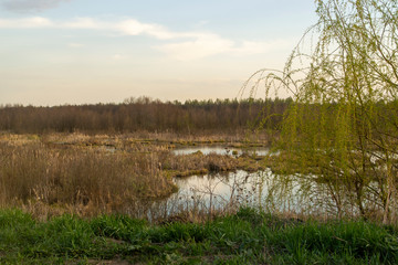 Fototapeta na wymiar swamp near the road