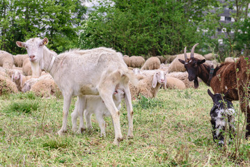 Obraz na płótnie Canvas Goats on family farm.