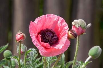rosa Mohn