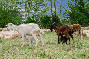 Obraz na płótnie Canvas Goats on family farm.