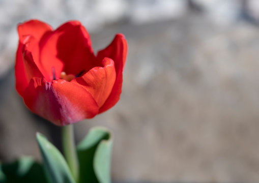 Red Tulip Isolated with Soft Focus Rock Garden in Background
