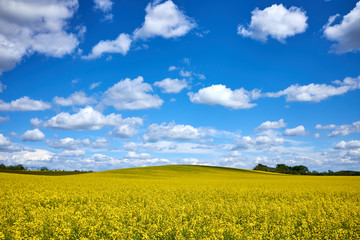 Blooming fields of rapeseed and blue sky with a nice cloudscape, beautilful sping landscape