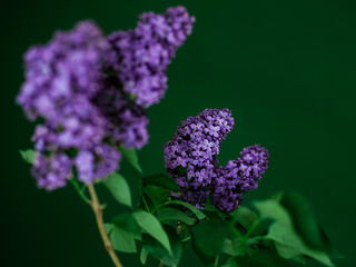 close-up of lilac syringa on a dark green background