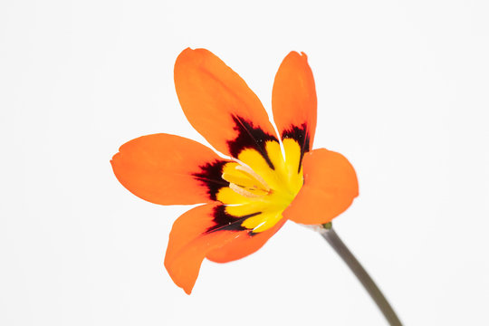 Closeup image of an orange Sparaxis (Harlequin Flower)