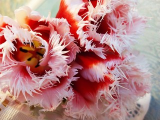 Bouquet of beautiful red tulips with white fringe around the edges.