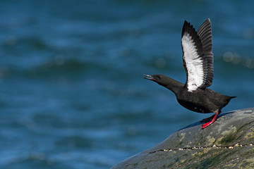 Guillemot à miroir prêt au décollage