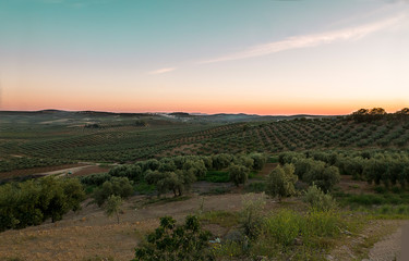 paisaje olivos centenarios sur de españa Córdoba aceite de oliva