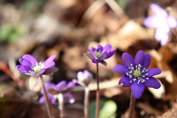 spring flowers in the forest