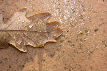 Feuille beige pluie