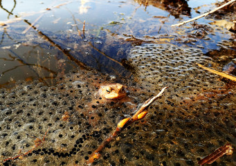Eine Kröte im Wasser zwischen abgelaichten Eiern