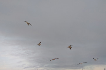 birds in flight