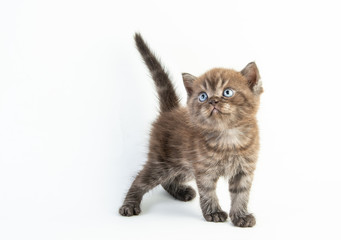 Cat baby tabby Kitten Cute Beautifu on white background