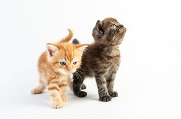 Fototapeta na wymiar Cat baby tabby Kitten Cute Beautifu on white background