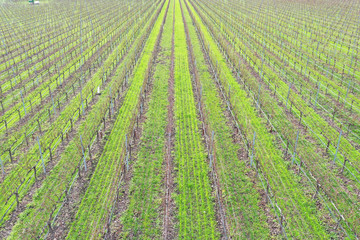 Vineyard rows in California
