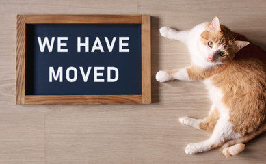 Red cat with blurred the poster in the frame with the words We Have Moved