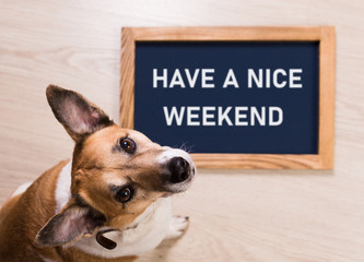 Funny portrait of cute dog with letter board inscription have a nice weekend word lying on floor