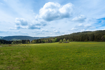 Fototapeta na wymiar Wiese mit Blick auf einen Wald im Bayerischen Wald