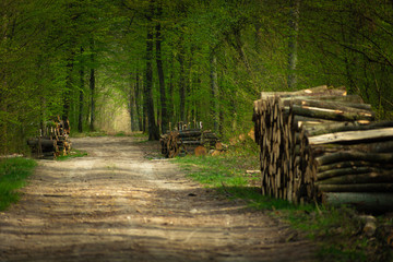 Wood logs by a forest road, view on a spring day