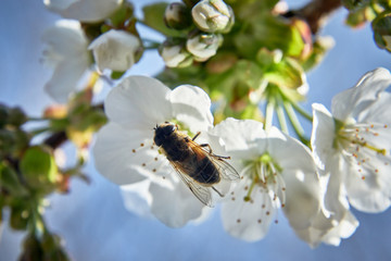 bee on a flower