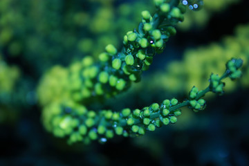 Plante gouttes