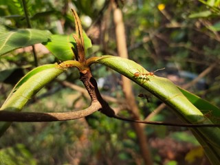Asparagus,
God's Jasmin,
Jasmins,
Euforbia,
Orkids
Mandaram
Hibiscus
OOtty Rose
Crow flower
Rice flower
bush
Badam
