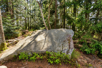 Blick in den Bayerischen Wald | Käseplatte bei St. Englmar