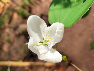 Asparagus,
God's Jasmin,
Jasmins,
Euforbia,
Orkids
Mandaram
Hibiscus
OOtty Rose
Crow flower
Rice flower
bush
Badam
