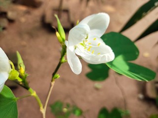 Asparagus,
God's Jasmin,
Jasmins,
Euforbia,
Orkids
Mandaram
Hibiscus
OOtty Rose
Crow flower
Rice flower
bush
Badam
