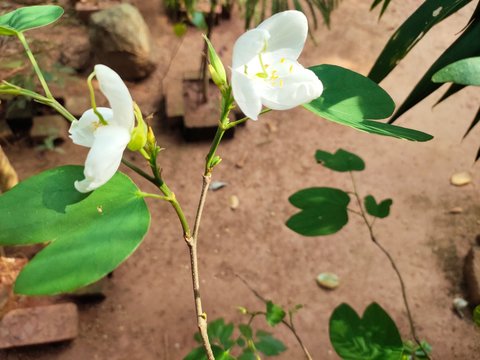 Asparagus,
God's Jasmin,
Jasmins,
Euforbia,
Orkids
Mandaram
Hibiscus
OOtty Rose
Crow flower
Rice flower
bush
Badam
