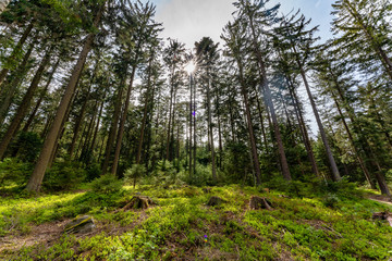 Fototapeta premium Blick in den Bayerischen Wald |&nbsp;Käseplatte bei St. Englmar