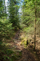 Wanderweg im Bayerischen Wald