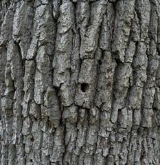 Old tree bark texture background