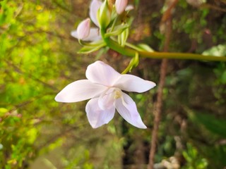 Asparagus,
God's Jasmin,
Jasmins,
Euforbia,
Orkids
Mandaram
Hibiscus
OOtty Rose
Crow flower
Rice flower
bush
Badam
