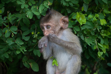 可愛いサル