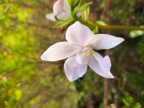 Asparagus,
God's Jasmin,
Jasmins,
Euforbia,
Orkids
Mandaram
Hibiscus
OOtty Rose
Crow flower
Rice flower
bush
Badam
