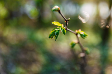 young shoots of a green tree, close-up. Natural spring background of green leaves. Young branches of a young tree