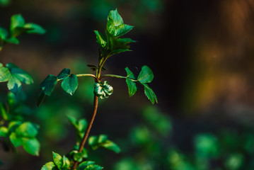 branches of young green leaves and buds, seasonal background, spring landscape in the forest