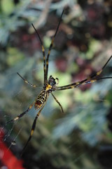 Araña amarilla en telaraña