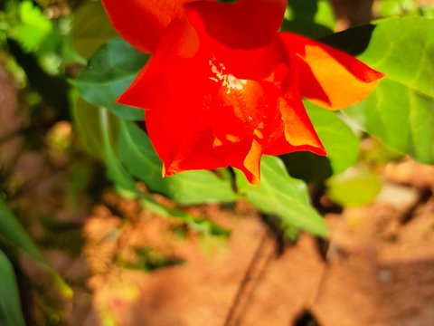 Asparagus,
God's Jasmin,
Jasmins,
Euforbia,
Orkids
Mandaram
Hibiscus
OOtty Rose
Crow flower
Rice flower
bush
Badam
