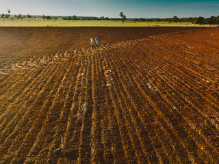 Aerial view of land prepared for planting and cultivating the crop - Photo of drone of plowed land...