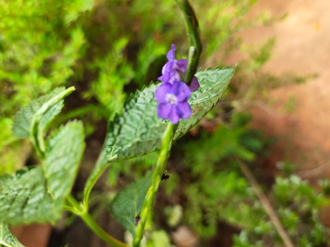 Asparagus,
God's Jasmin,
Jasmins,
Euforbia,
Orkids
Mandaram
Hibiscus
OOtty Rose
Crow flower
Rice flower
bush
Badam

