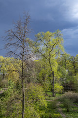 Ominous rainy sky over a green city park before a thunderstorm