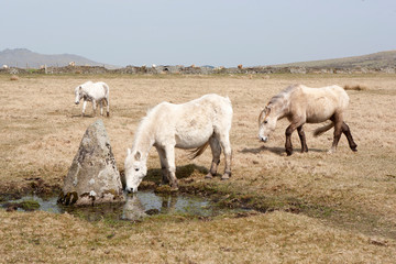 Naklejka na ściany i meble A white wild pony on Bodmin Moor, England drinks water from a small pool