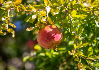 pomegranate