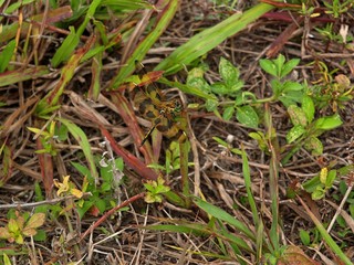 a dragonfly in the grass