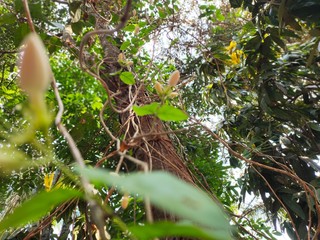 Asparagus,
God's Jasmin,
Jasmins,
Euforbia,
Orkids
Mandaram
Hibiscus
OOtty Rose
Crow flower
Rice flower
bush
Badam
