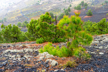 Canary Island pines and the town of Las Indias in the background on the hillside in the Fuencaliente region