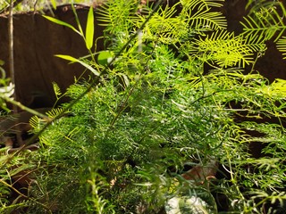 Asparagus,
God's Jasmin,
Jasmins,
Euforbia,
Orkids
Mandaram
Hibiscus
OOtty Rose
Crow flower
Rice flower
bush
Badam
